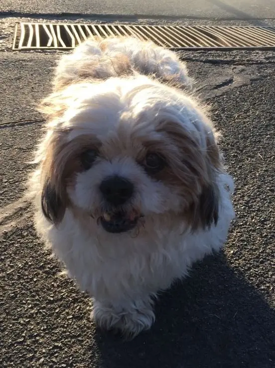 Condolence image of Marika mit Balou und Hippo im Herzen