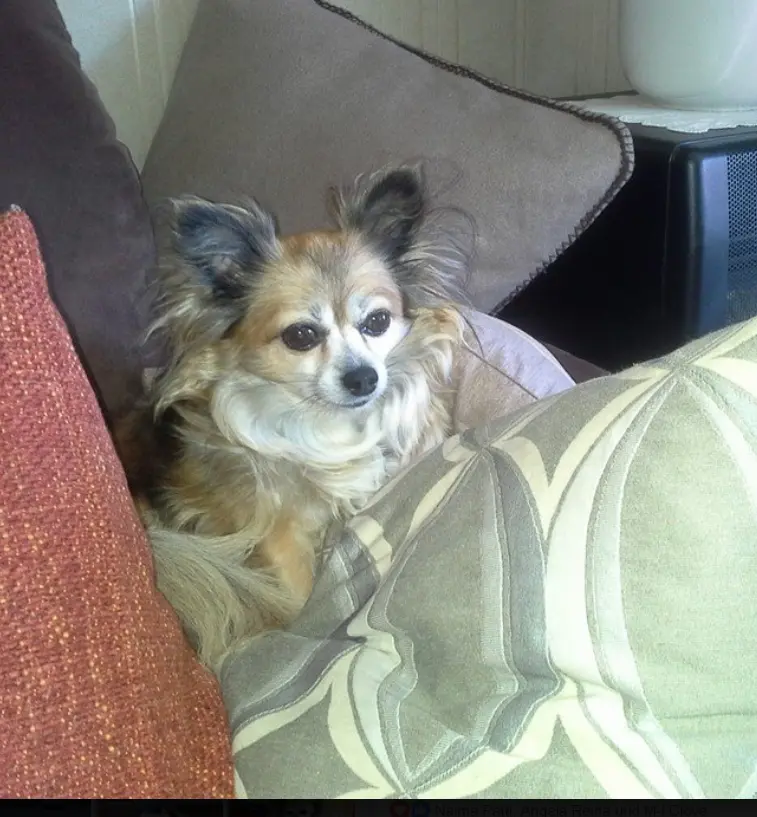 Condolence image of Ilona mit Lilli tief im Herzen