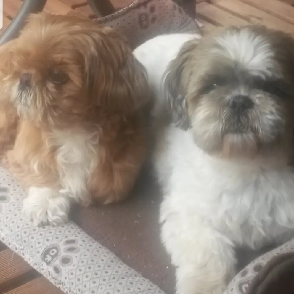 Condolence image of Diana 