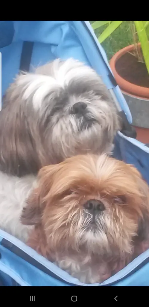 Condolence image of Diana 