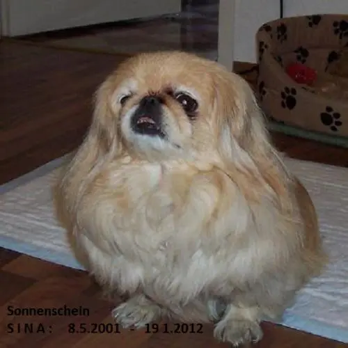 Image from Unsere geliebte Pekignesin SINA
