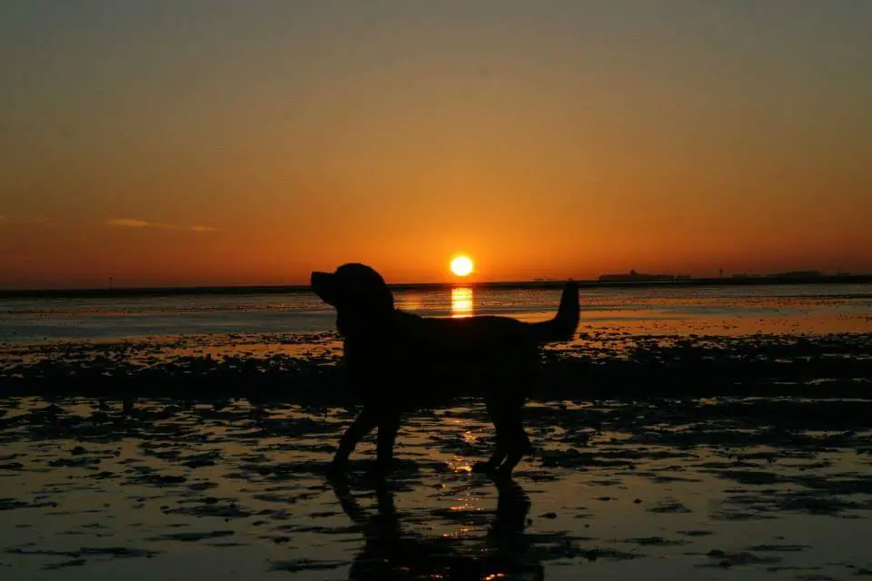 Image from Marley