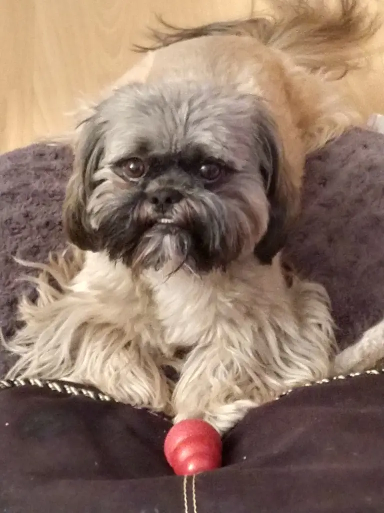 Condolence image of Toby