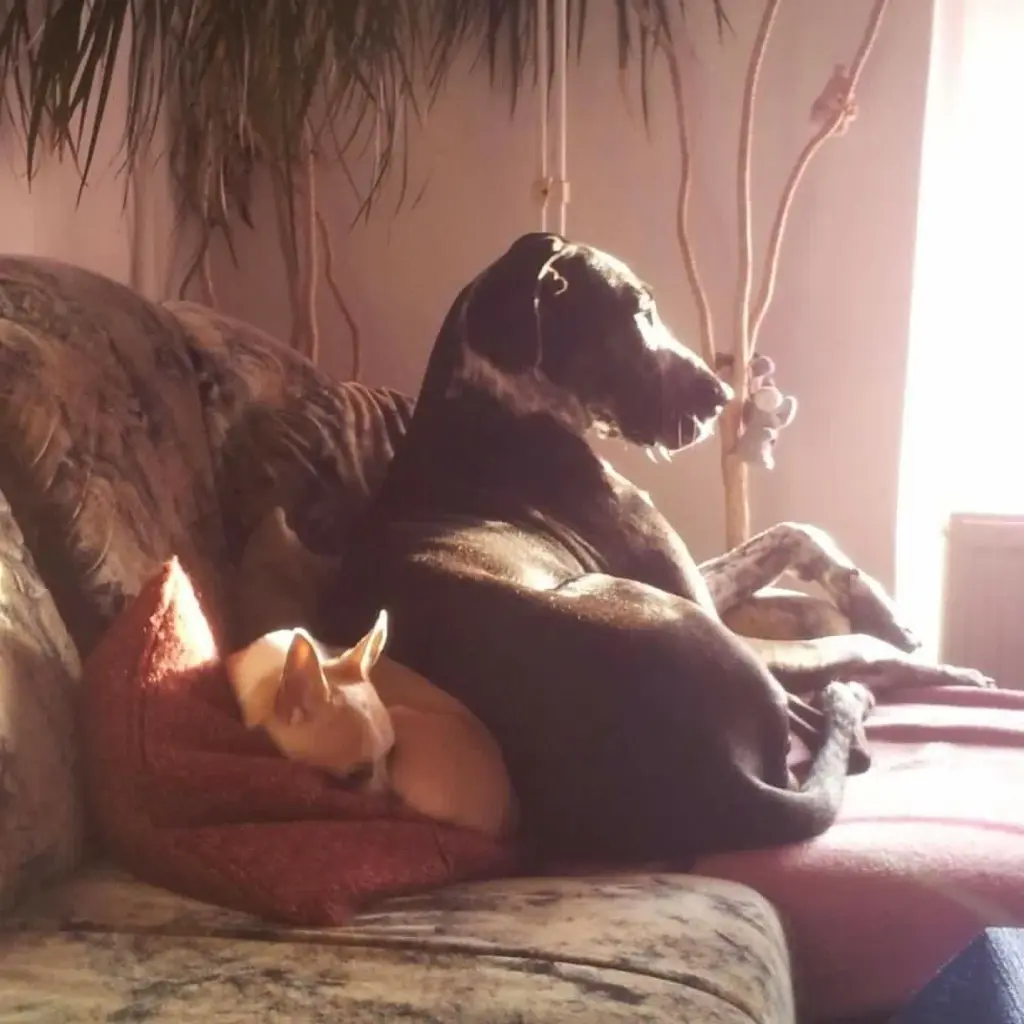 Image from Amelie