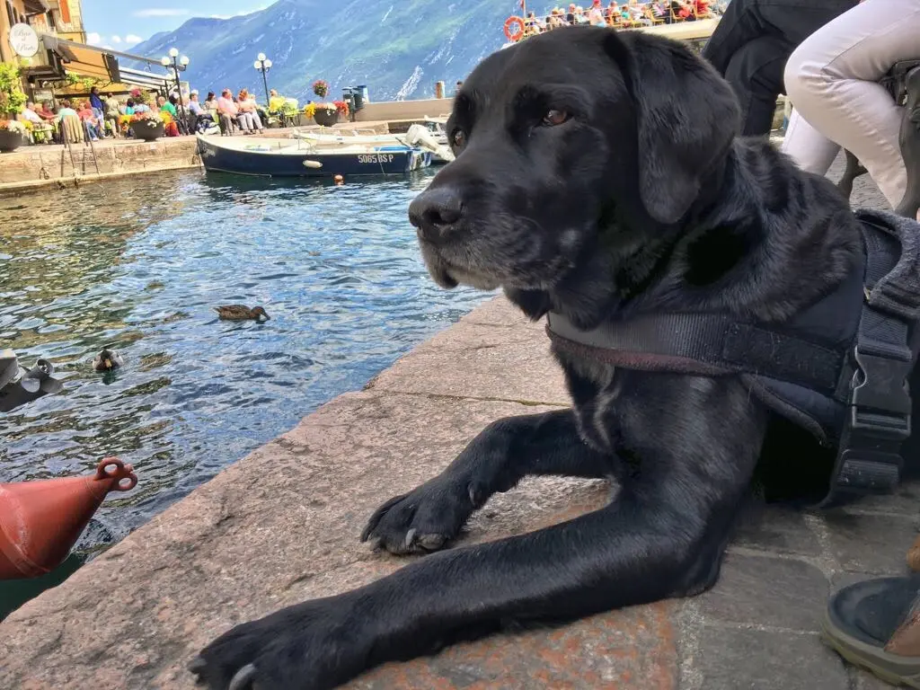 Andachtsbild von Heidi mit Buddy tief im Herzen