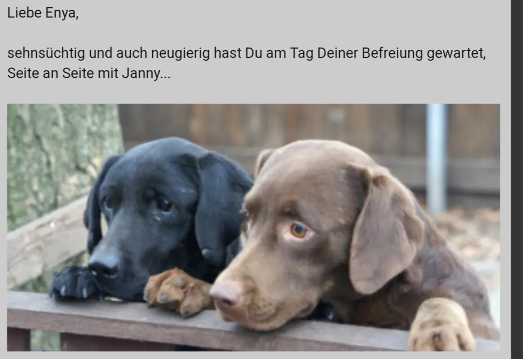 Bild von Enya