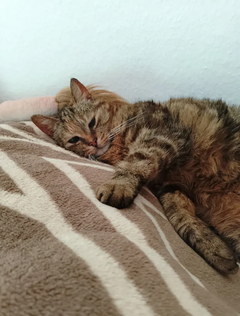 Condolence image of Dini