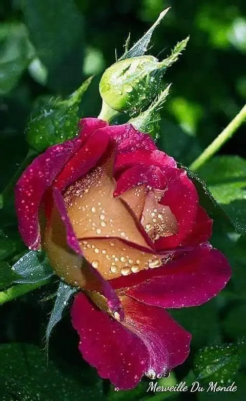 Condolence image of Unbekannt