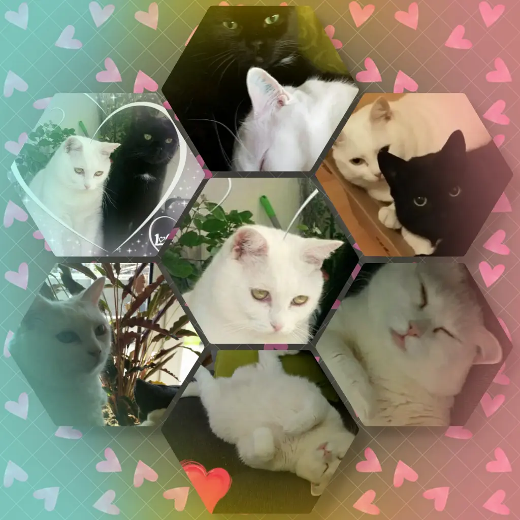 Image from Flocke