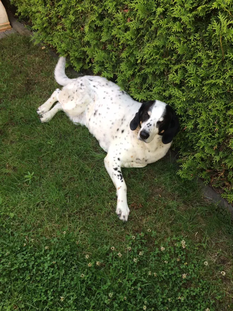 Image from Rolfi