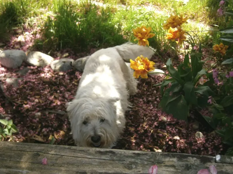Condolence image of Heidi