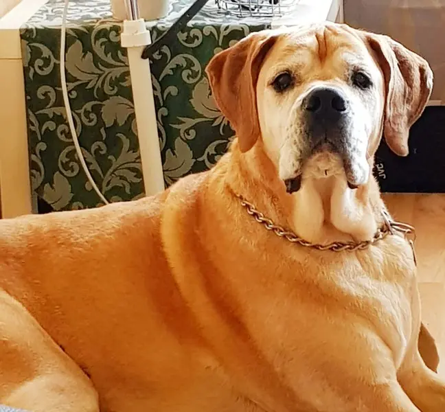 Andachtsbild von Simone mit Cisco im Herzen