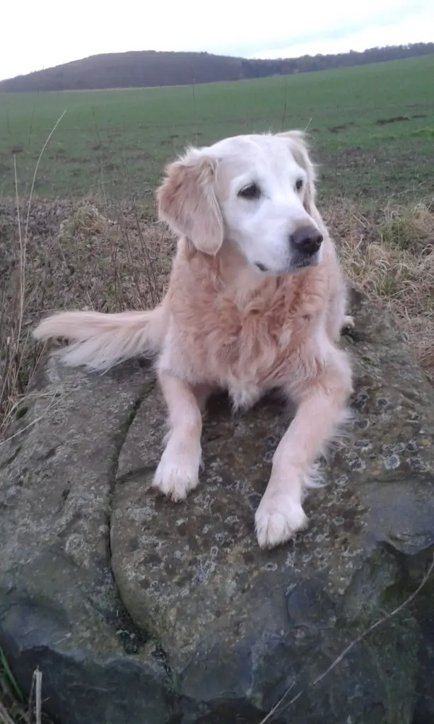 Andachtsbild von Unbekannt