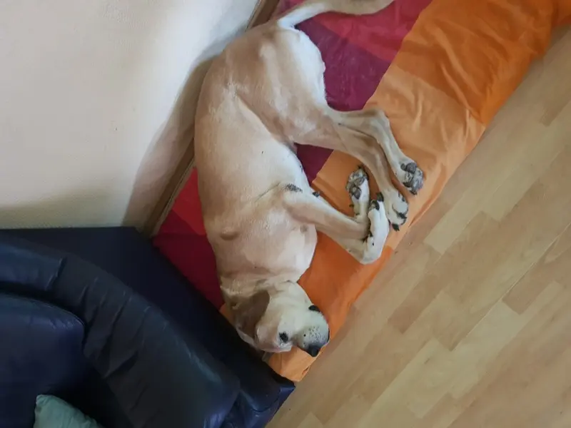 Condolence image of Simone mit Cisco im Herzen