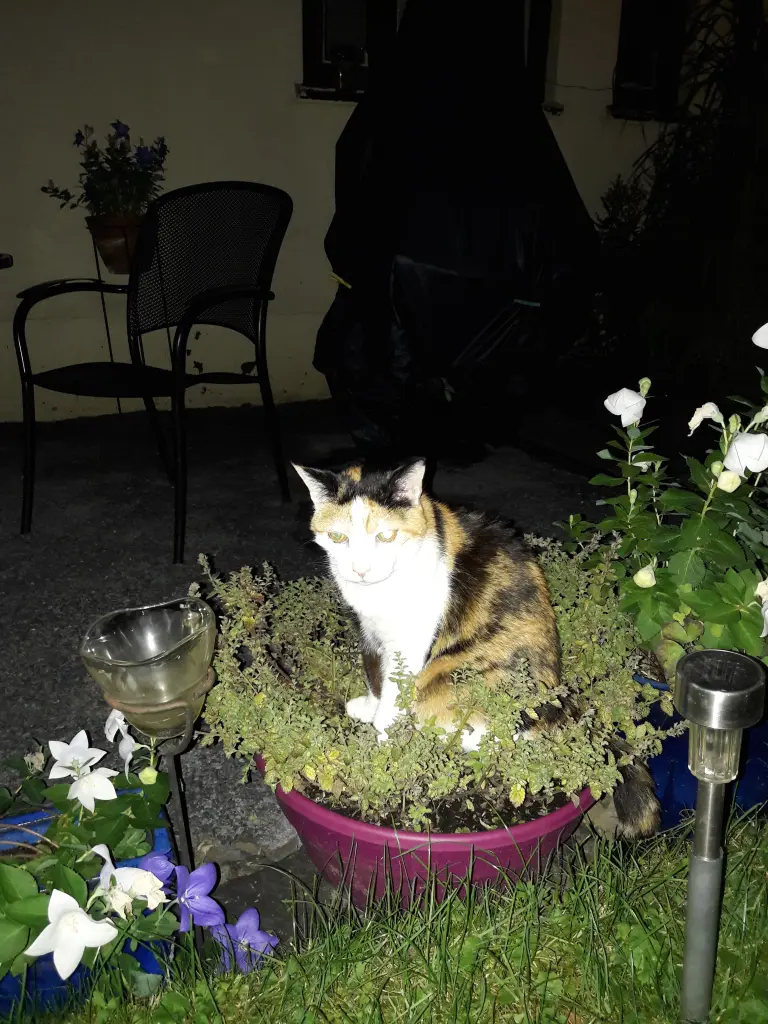 Andachtsbild von Afra Heinz