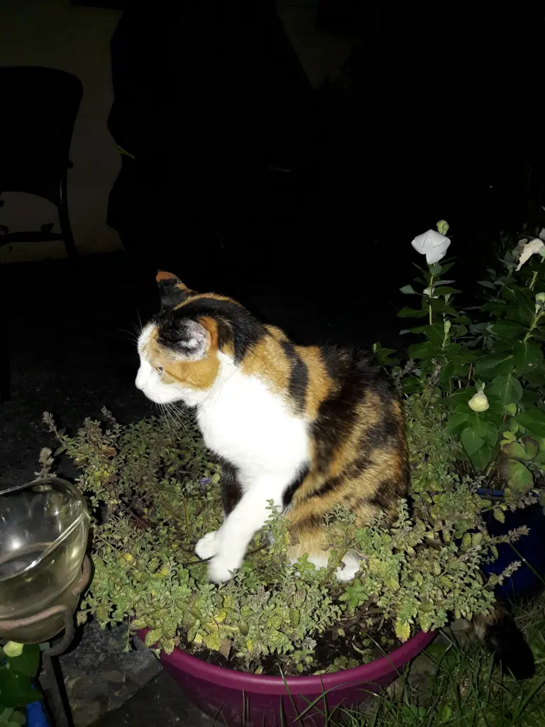 Andachtsbild von Afra Heinz