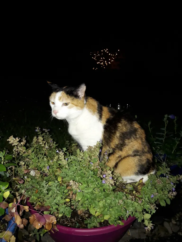 Andachtsbild von Afra Heinz