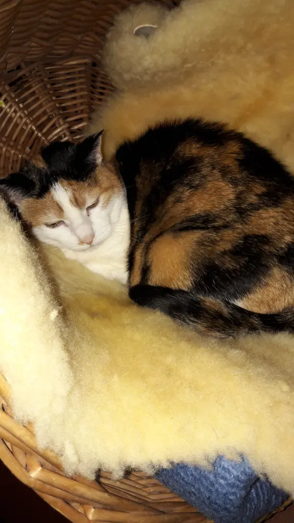 Andachtsbild von Afra Heinz