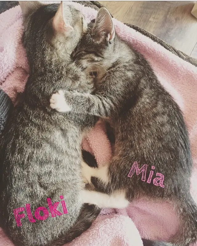 Image from Floki