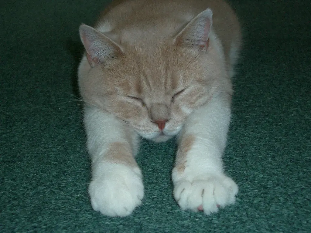Image from Jasper Of Cremers Moor