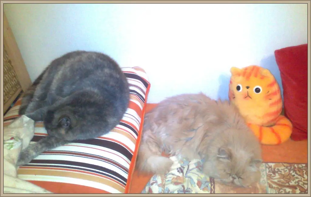 Image from Winnie