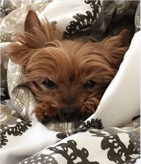 Image from Pixie
