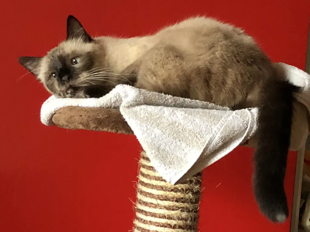 Image from Neko