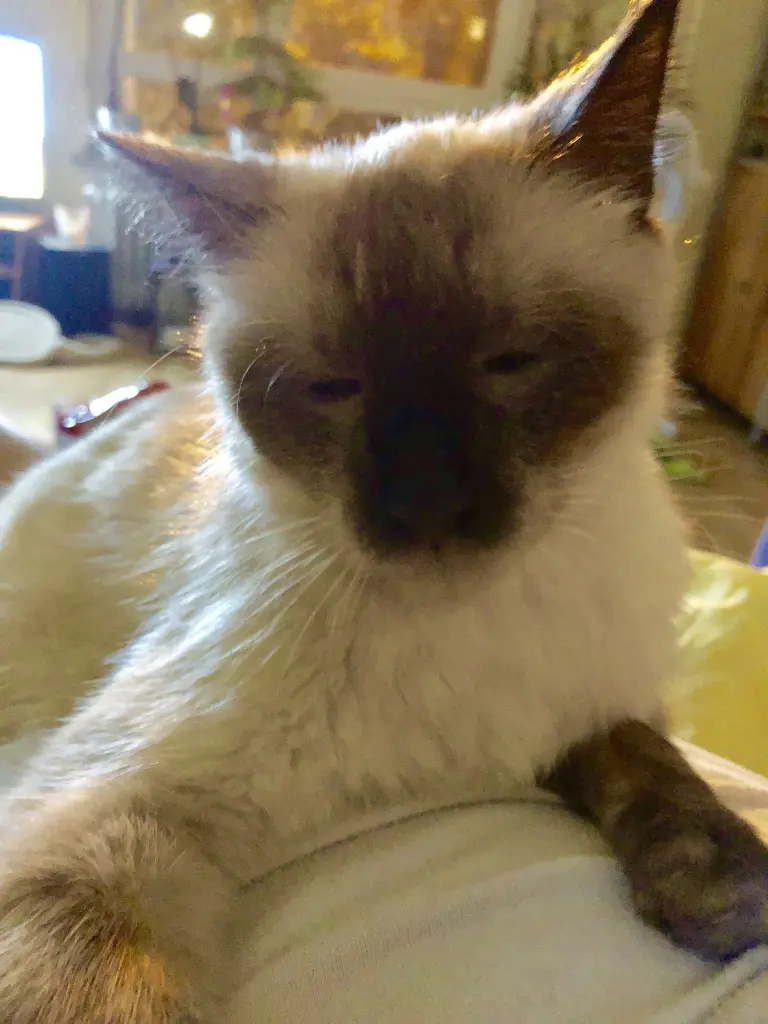 Image from Neko