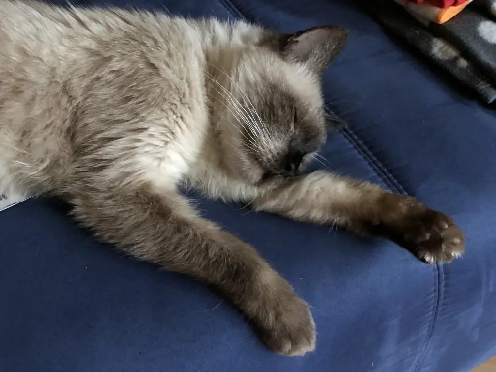 Image from Neko