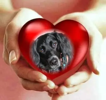 Condolence image of Fur Liebe Zenia❤️