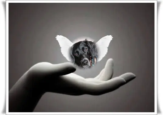 Condolence image of Fur Liebe Zenia❤️