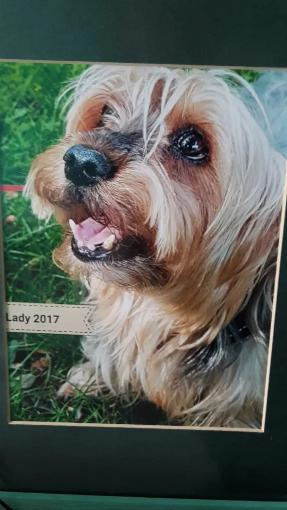 Andachtsbild von Danie mit Lady im ❤