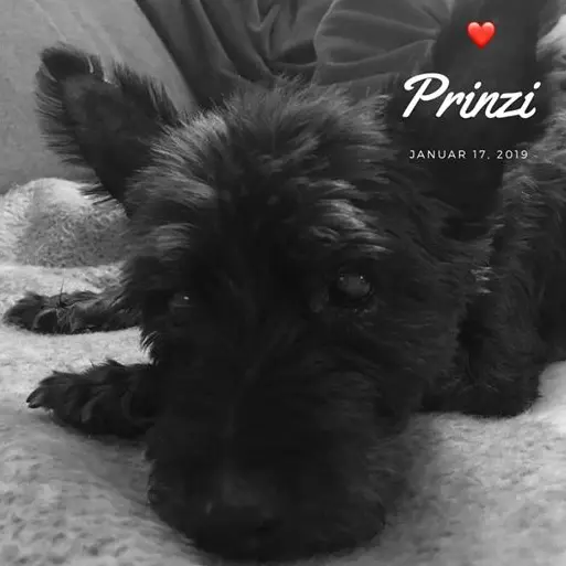 Bild von Prinzi