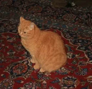 Image from Sissi