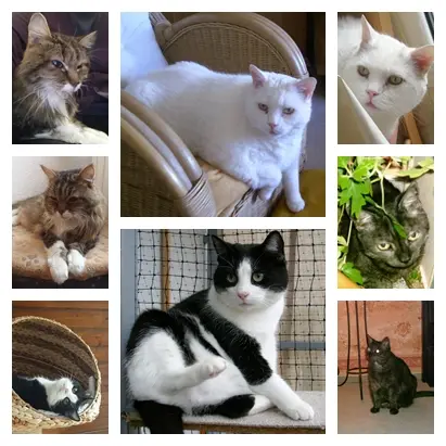 Condolence image of Ilse mit Jule, Gismo, Fee und Minna tief im Herzen
