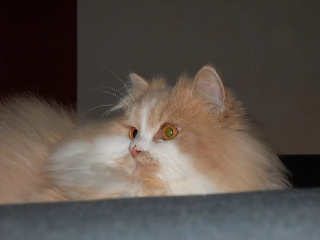 Image from Sternenkater Leo