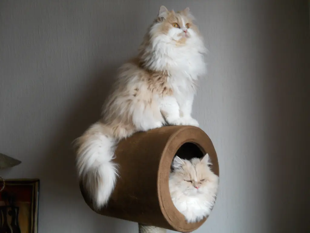 Image from Sternenkater Leo