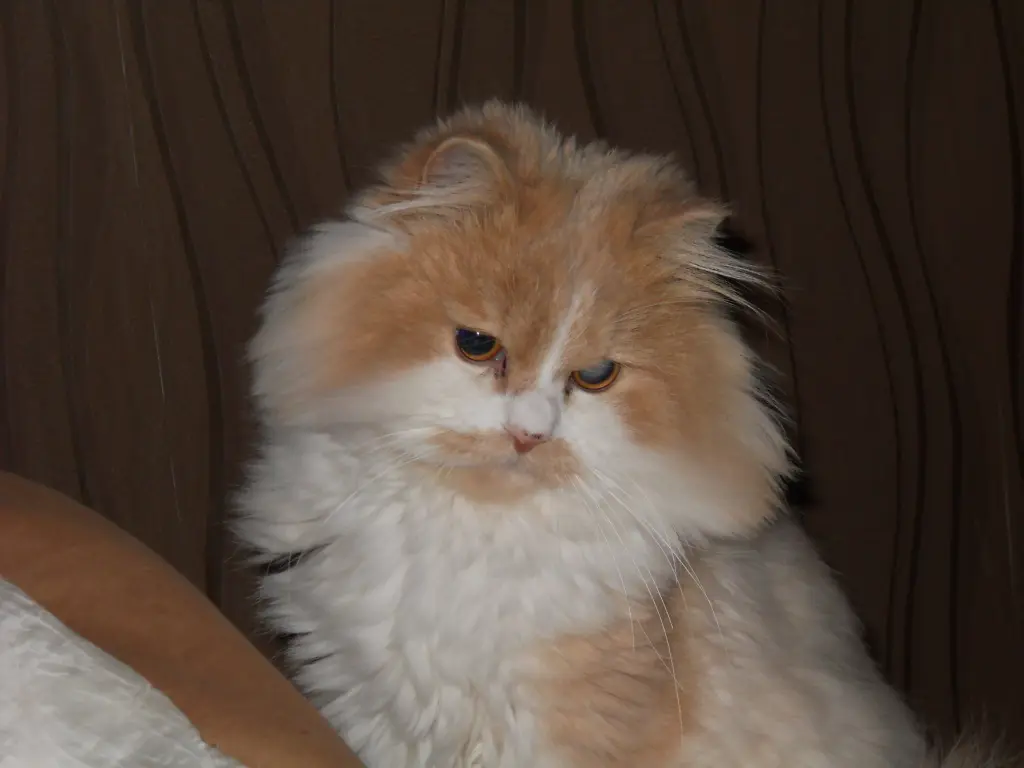 Image from Sternenkater Leo