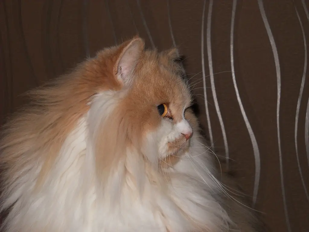Image from Sternenkater Leo