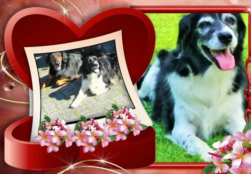 Andachtsbild von Brigitte mit Nelly, Benny und Axel im Herzen