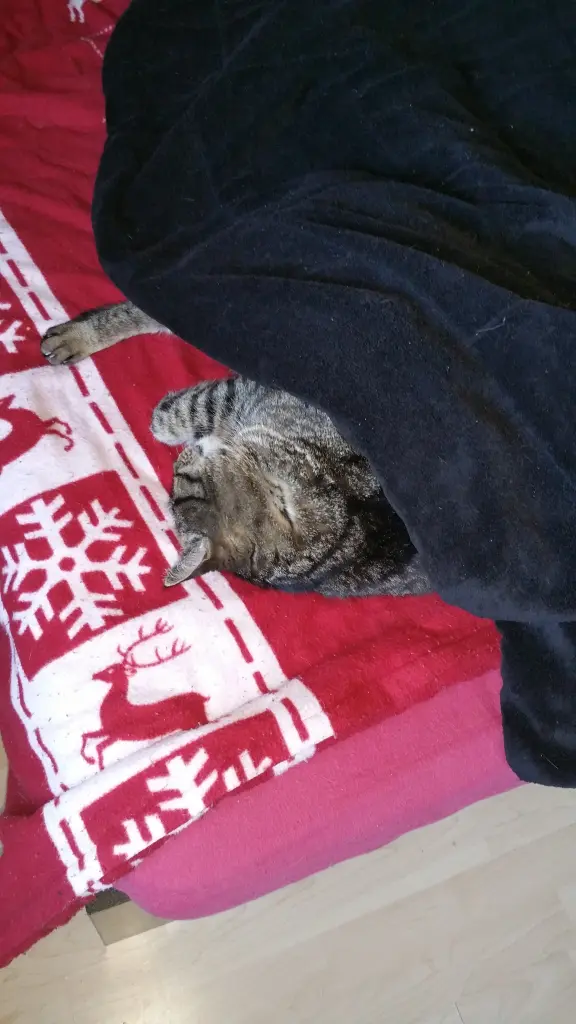 Image from Gizmo