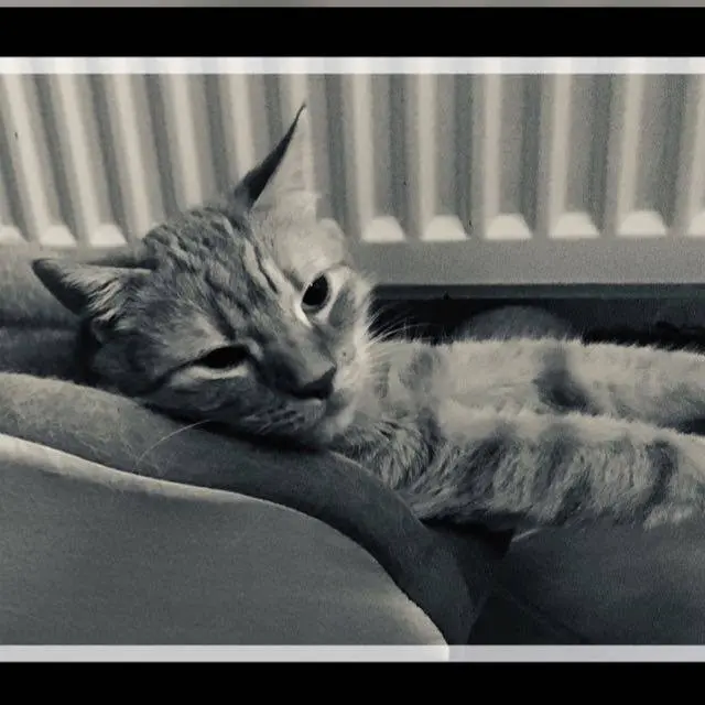 Bild von Simba
