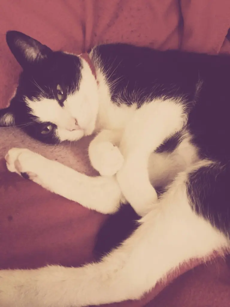 Image from Felix