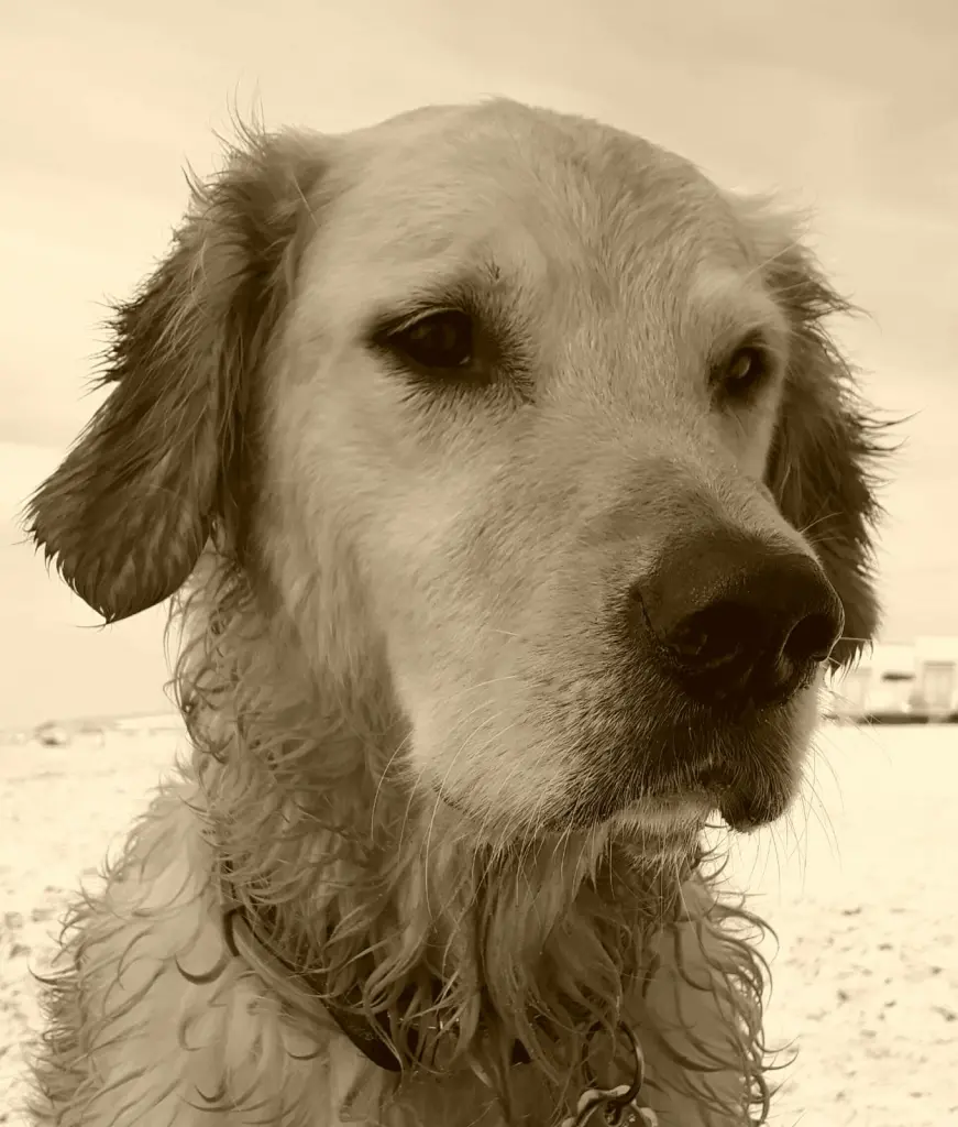 Image from Mylo