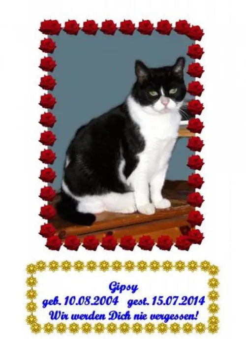Image from Gipsy