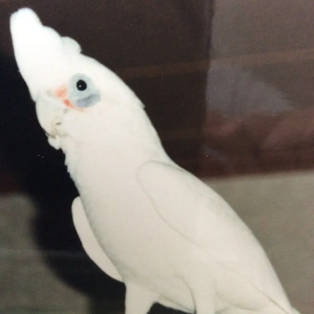 Condolence image of Andrea