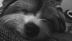 Image from Henry