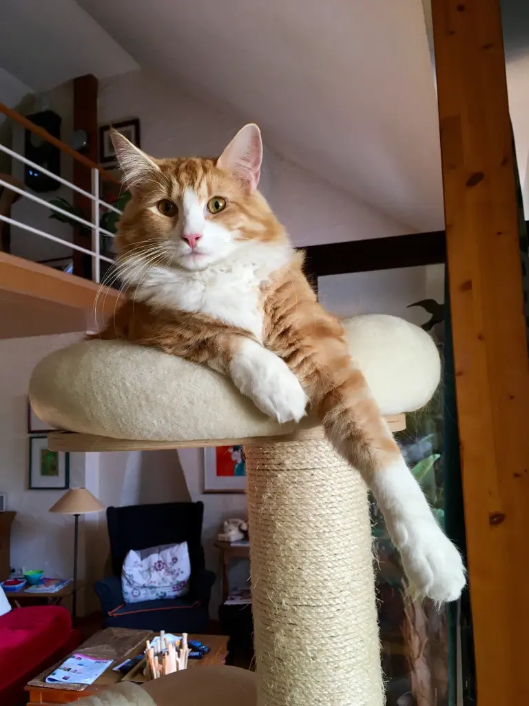 Image from Indy
