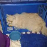 Image from Sparky