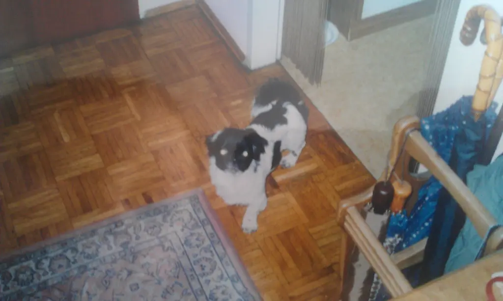 Image from Spiky